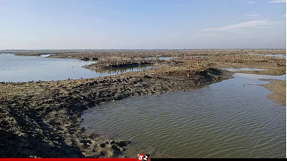 উপকূলীয় বন দখল করে চিংড়ি ঘের করার অভিযোগ 