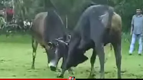 ষাঁড়ের লড়াইয়ে জুয়ার আসর, নীরব ভূমিকায় প্রশাসন