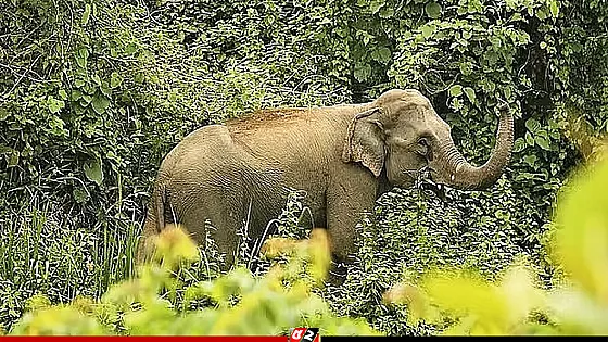 হাতির হামলায় কৃষকের মৃত্যু, ধানখেতে মিলল রক্তাক্ত মরদেহ