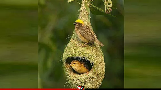 বাবুই পাখির বাসা ভেঙে ২৯ ছানা হত্যা, একজনের কারাদণ্ড