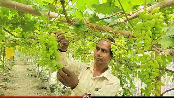 বাণিজ্যিকভাবে বাইনুর জাতের আঙ্গুর চাষে সফল দুই উদ্যোক্তা