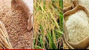 বোরো মৌসুমে ধান-চাল-গমের সংগ্রহ মূল্য নির্ধারণ করল সরকার