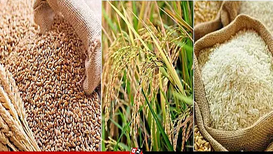 বোরো মৌসুমে ধান-চাল-গমের সংগ্রহ মূল্য নির্ধারণ করল সরকার