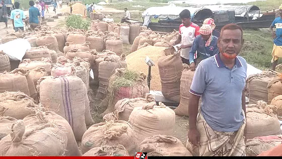 ৪৫ কেজি মণ হিসাবে ধান বিক্রিতে বাধ্য হচ্ছে কৃষক, নেই প্রশাসনের তদারকি