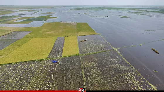 হাওরে অতিবৃষ্টিতে তলিয়ে যাচ্ছে বোরো ধান
