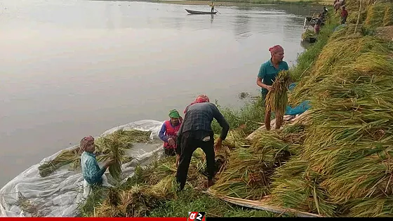 গাজীপুরে পানির নিচে পাকা ধান, দিশেহারা কৃষকরা