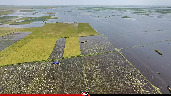 নেত্রকোনায় অতিবৃষ্টিতে তলিয়ে গেছে ফসল, বিপৎসীমার ওপরে নদীর পানি