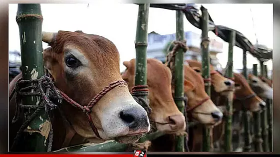 কোরবানির জন্য প্রস্তুত ১ কোটি ২৩ লাখ গবাদিপশু