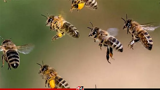 মৌমাছির কামড়ে জামায়াতের ৩ নেতাকর্মী আহত