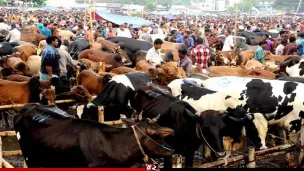 কুরবানির হাটে চাঁদাবাজি নিয়ে সরকারের কড়া হুঁশিয়ারি