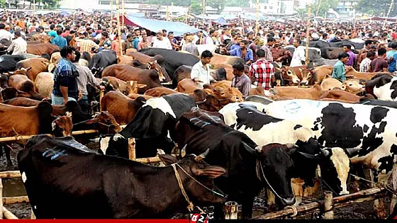 কুরবানির হাটে চাঁদাবাজি নিয়ে সরকারের কড়া হুঁশিয়ারি