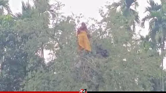 তেঁতুল গাছের মগডালে মিলল ‘নিখোঁজ’ বৃদ্ধা