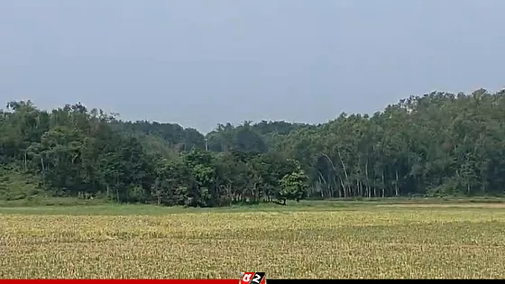 সীমান্তে বিএসএফের গুলিতে ২ বাংলাদেশি নিহত