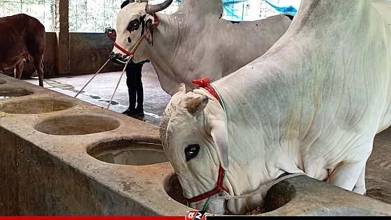 পাবনায় কোরবানির জন্য প্রস্তুত সাড়ে ৬ লাখ পশু, ব্যস্ত সময় পার করছেন খামারিরা