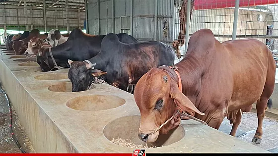 সিরাজগঞ্জে কোরবানির জন্য প্রস্তুত ৬ লাখ গবাদিপশু