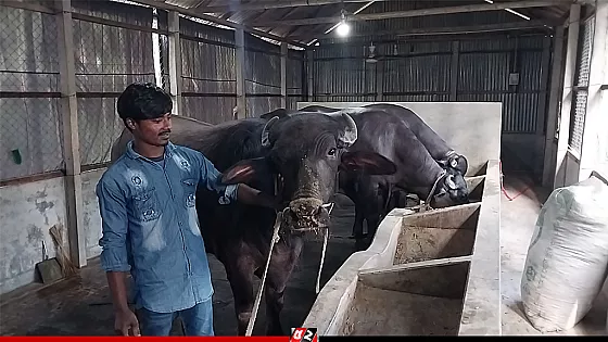 পারিবারিক খামারে মহিষ পালন, কোরবানি ঘিরে ভালো দামের প্রত্যাশা