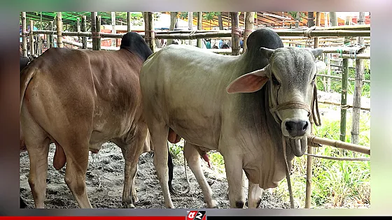 কোরবানি কবুল হওয়ার পূর্ব শর্ত 