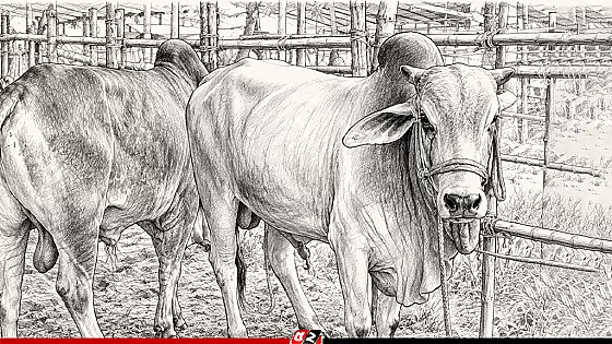 কোরবানির পশুর যে অংশগুলো খাওয়া নিষেধ
