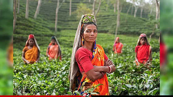 আজ আন্তর্জাতিক চা দিবস: চায়ের স্বাদের আড়ালে শ্রমিকদের নীরব সংগ্রাম