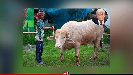 আন্তর্জাতিক গণমাধ্যম এএফপির প্রতিবেদনে ভাইরাল ‘ট্রাম্প মহিষ’