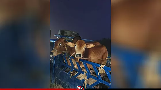 চুরি করা গরু পিকআপ ভ্যানে রেখে পালালো চোর