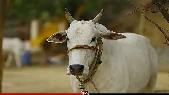 ঢাকায় ঈদের ২য় দিনেও চলছে পশু কোরবানি