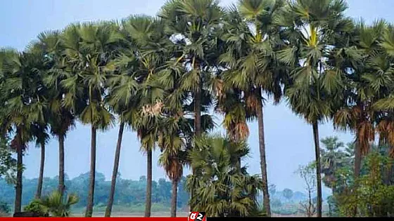 কালবৈশাখী ঝড়ে তালগাছ ভেঙে শিশুর মৃত্যু
