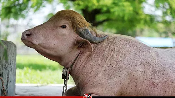 চিড়িয়াখানায় ‘ডোনাল্ড ট্রাম্প’ মহিষের যত্নে বিশেষ ব্যবস্থা