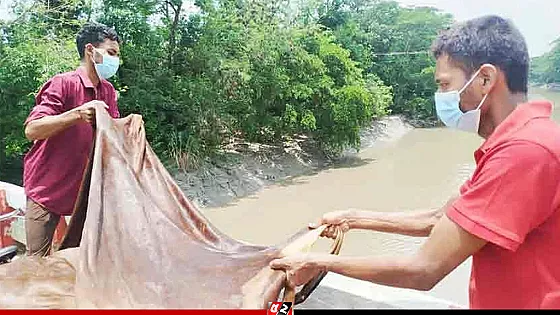 বিক্রি না হওয়ায় নদীতে চামড়া ফেলে দিলেন ব্যবসায়ীরা