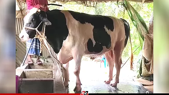 ঈদে বিক্রি হয়নি ৪০ মণের ঈশা খা