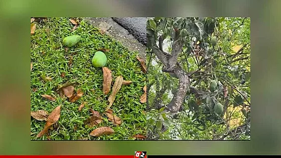 পড়ে থাকা আম কুড়ালেই গুনতে হবে ৫ লাখ টাকা