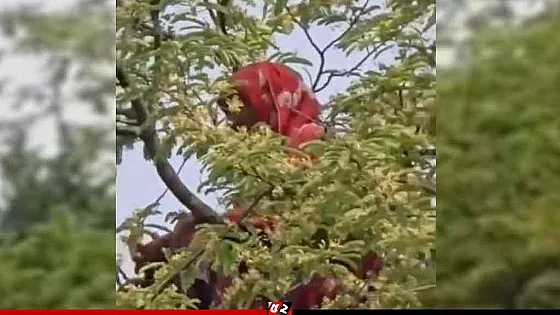 আবারও তেঁতুল গাছের মগডালে উঠেছেন সেই নারী  