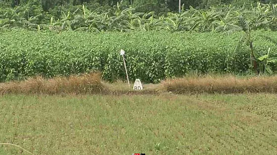 সীমান্তে ১১ জনকে পুশ ইনের চেষ্টা রুখে দিয়েছে বিজিবি 