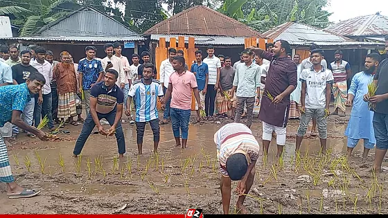কথা রাখেননি এমপি,  রাস্তায় ধানের চারা রোপণ করে প্রতিবাদ