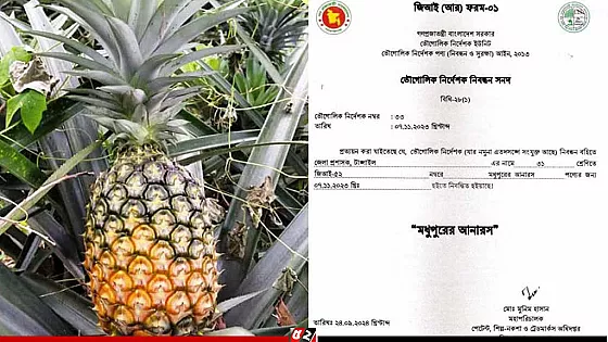 জিআই পণ্যের স্বীকৃতি পেল মধুপুরের আনারস