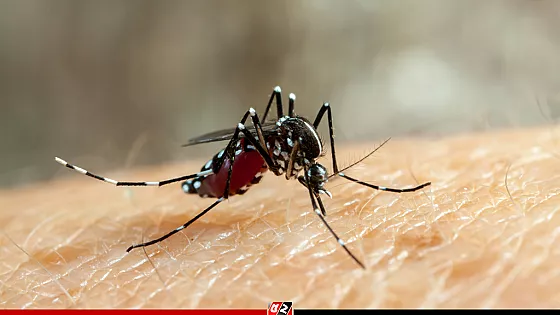 ডেঙ্গুতে একদিনে পাঁচজনের মৃত্যু