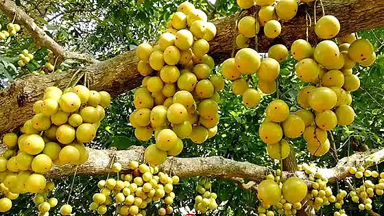 বর্ষার সুস্বাদু ফল লটকন খাওয়ার উপকারিতা 