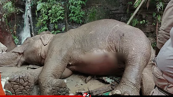 চিকিৎসকদের সব চেষ্টা ব্যর্থ, টেকনাফে পাহাড় থেকে পড়া মা হাতিটির মৃত্যু