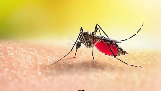 ডেঙ্গুতে দুই জনের মৃত্যু, একদিনে হাসপাতালে ভর্তি  ৩২৭    