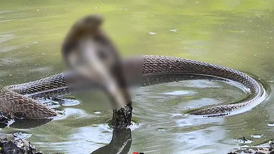 মেহেরপুরে সাপের উপদ্রব, প্রাণ গেল স্কুলছাত্রীর 
