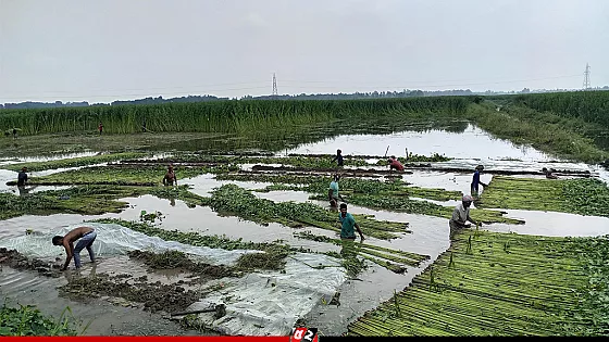 পাবনায় পাটের ন্যায্যমূল্যে চান কৃষকরা