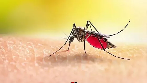 ৭ মাসে ডেঙ্গুতে মৃত্যু অর্ধশতাধিক