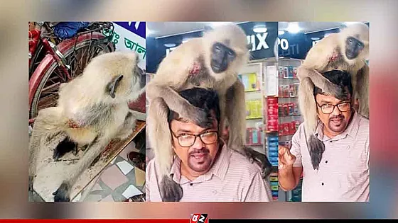 কাঁধের ক্ষত দেখিয়ে ফার্মেসিতে চিকিৎসা নিল কালোমুখ হনুমান