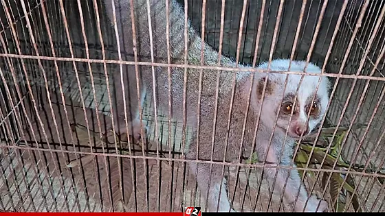  লজ্জাবতী বানর লোকালয়ে, গারো পাহাড়ে অবমুক্ত 