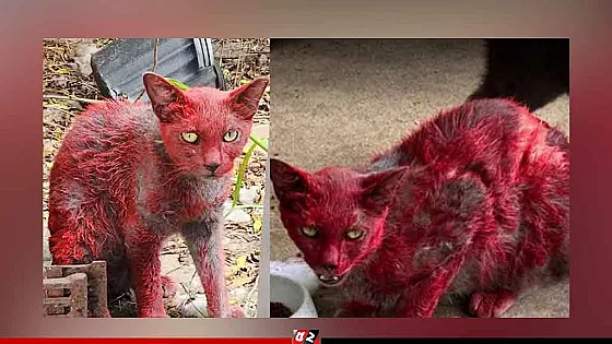 লাল রঙে ঢাকা ধূসর বিড়াল ঘিরে রহস্য, অতঃপর..
