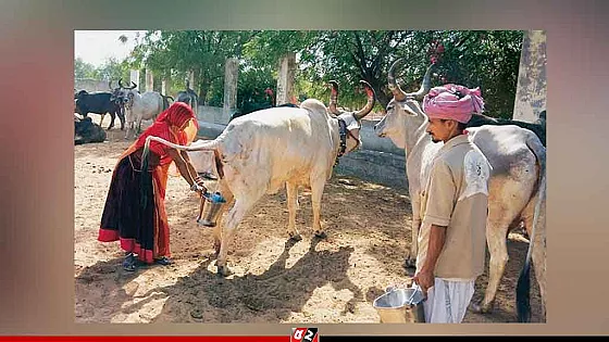 মাত্র ২০ রুপিতে গোমূত্র কিনছে ভারত সরকার