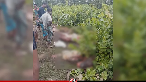 গভীর জঙ্গলে মিলল ১২ ঘোড়ার দেহাবশেষ, মাংস উধাও 
