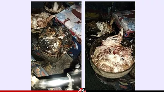 নদীতে ফেলা হচ্ছে মুরগিসহ হোটেলের বর্জ্য, ঝুঁকিতে করতোয়া