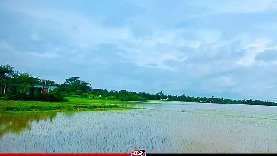 ব্রাহ্মণবাড়িয়ার উজানের ঢলে তলিয়ে গেছে ২৫০ হেক্টর ফসলি জমি