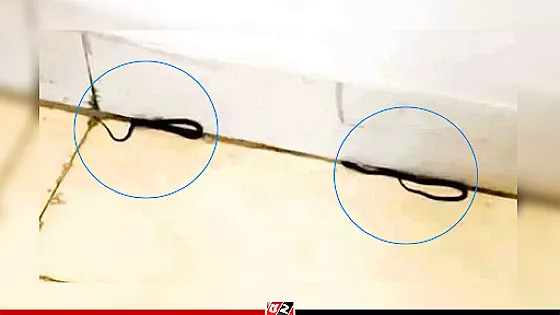 শিক্ষা মন্ত্রণালয়ের করিডোরে ঘুরে বেড়াচ্ছিল সাপ  